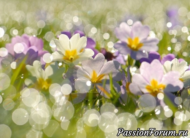 ЦВЕТОЧНЫЕ ПОЭМЫ