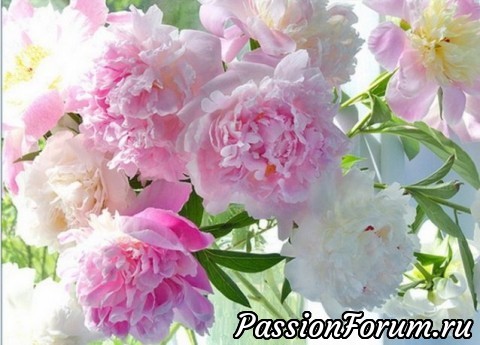 ЦВЕТОЧНЫЕ ПОЭМЫ