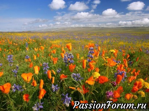 ЦВЕТОЧНЫЕ ПОЭМЫ