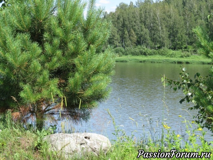 ПИЖМА ЗАЦВЕЛА ПИЖМА ЗАЦВЕЛА