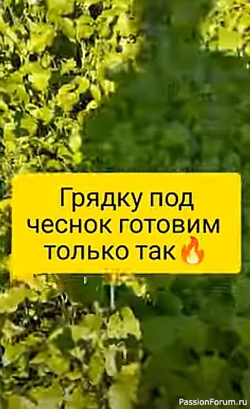 Грядку под чеснок готовлю только так