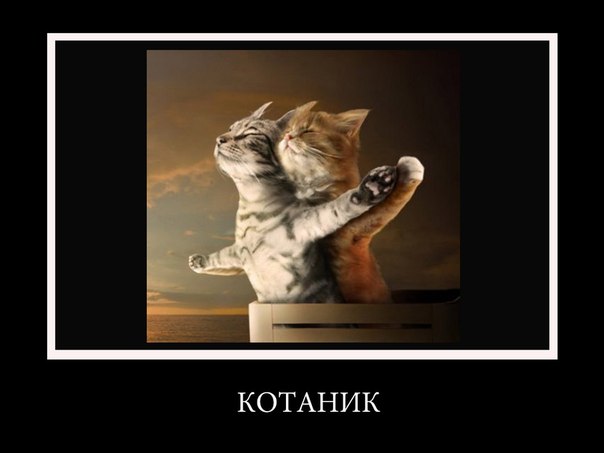 Включи коты номер 4. Кототитаник. Котики Титаник. Котаник картинка. Титаник с котом.