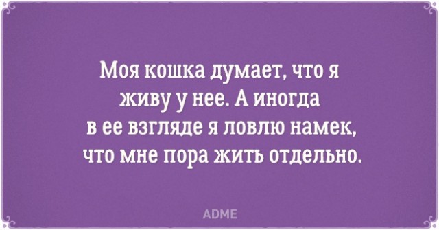 О нелегкой жизни котов и их владельцев