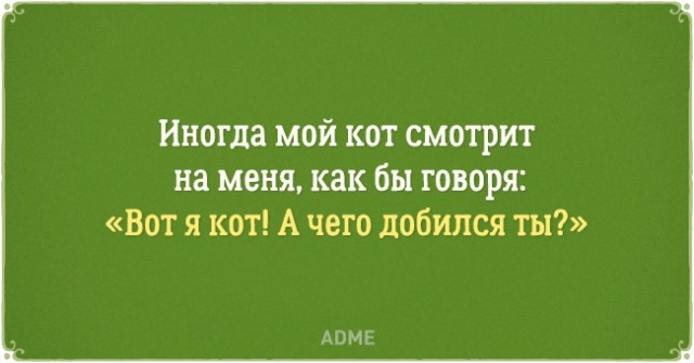 О нелегкой жизни котов и их владельцев