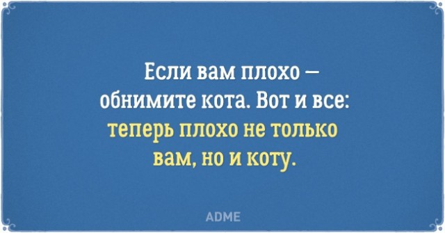 О нелегкой жизни котов и их владельцев
