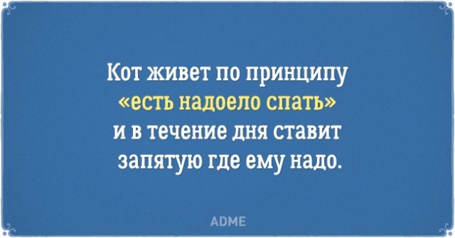 О нелегкой жизни котов и их владельцев