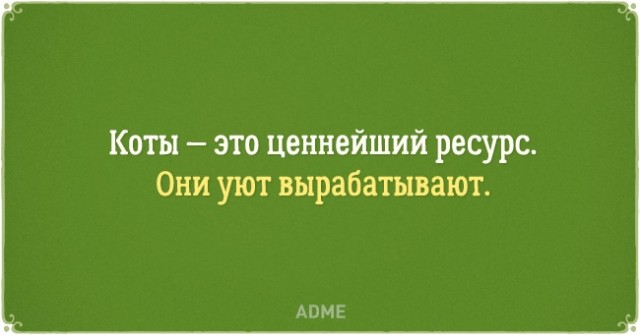 О нелегкой жизни котов и их владельцев