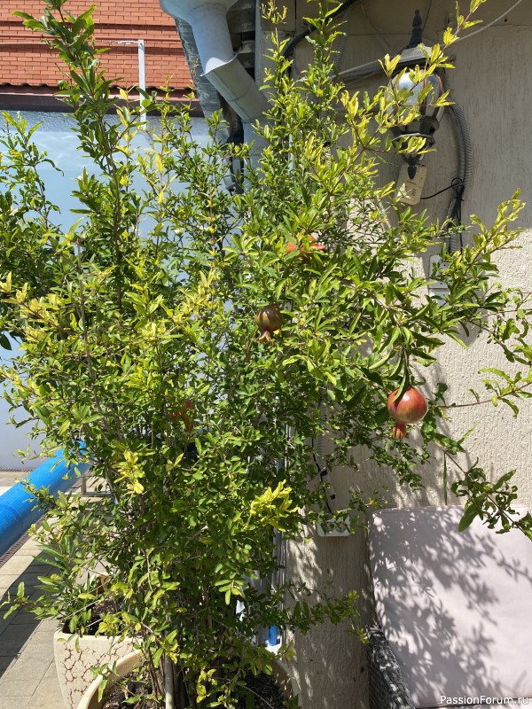 Ботаническая прогулка по Геленджику