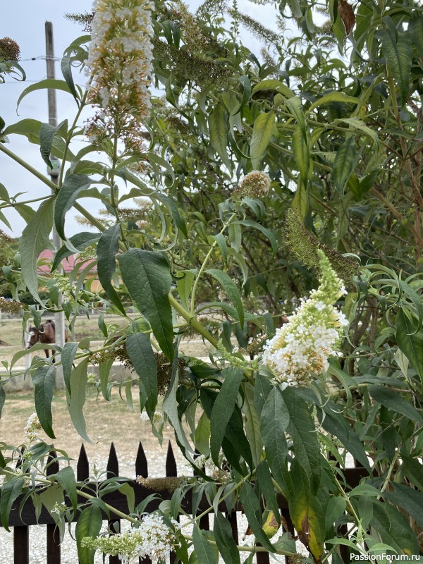 Ботаническая прогулка по Геленджику