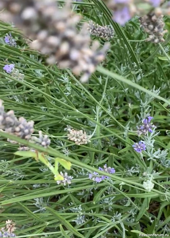 Ботаническая прогулка по Геленджику