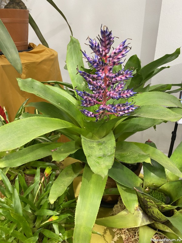 Ботанический сад Петра Великого