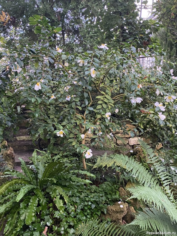 Ботанический сад Петра Великого