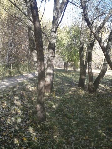 Раздаю всем солнце (осенняя прогулка часть 2)