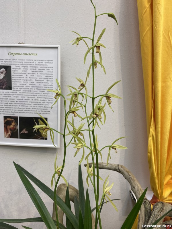 Ботанический сад Петра Великого