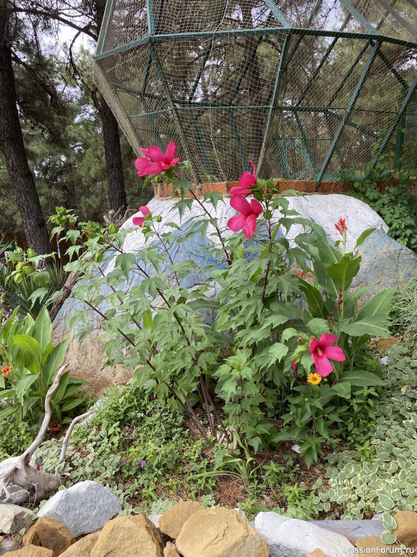 Ботаническая прогулка по Геленджику