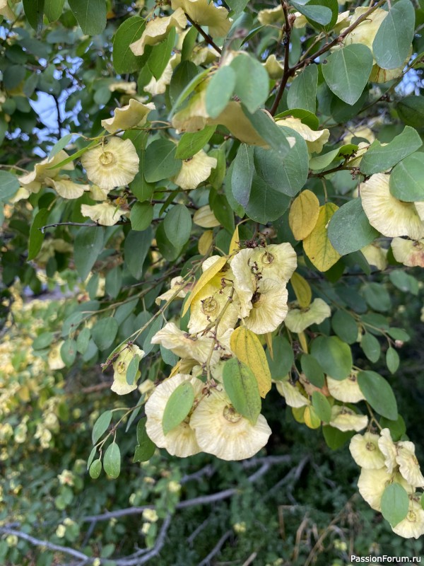 Ботаническая прогулка по Геленджику