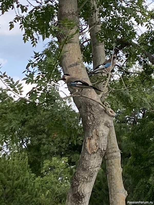 Ботаническая прогулка по Геленджику