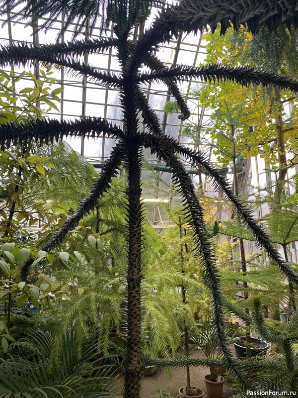 Ботанический сад Петра Великого