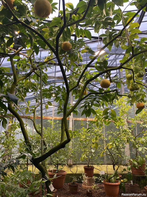 Ботанический сад Петра Великого