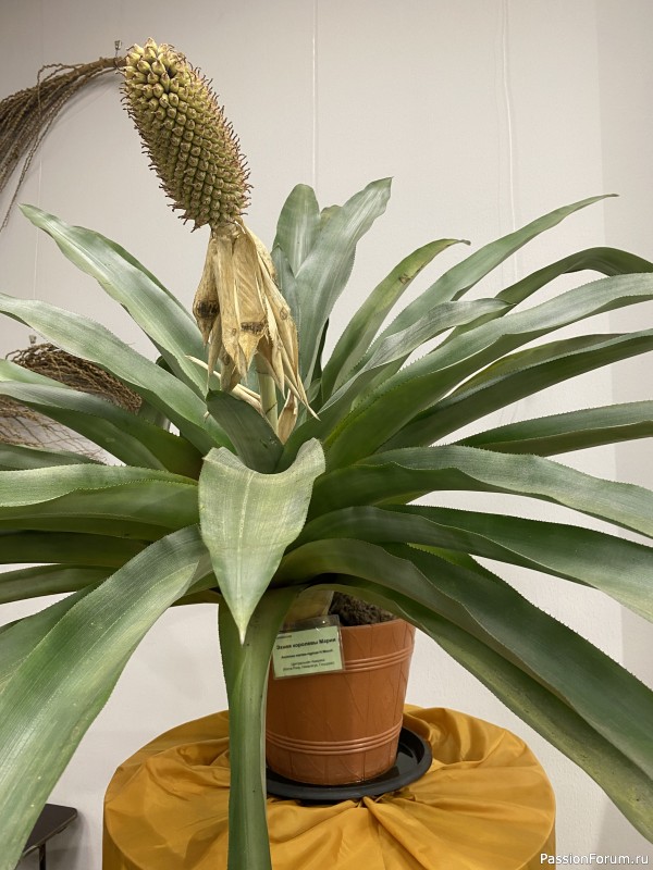 Ботанический сад Петра Великого