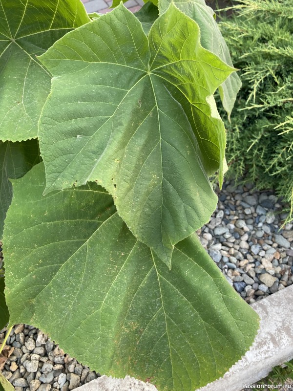 Ботаническая прогулка по Геленджику