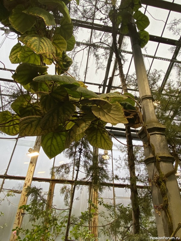 Ботанический сад Петра Великого