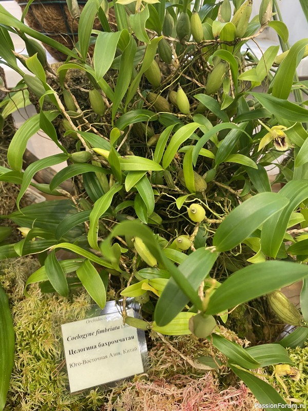 Ботанический сад Петра Великого