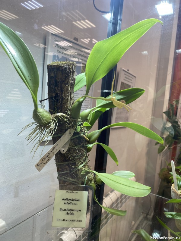 Ботанический сад Петра Великого