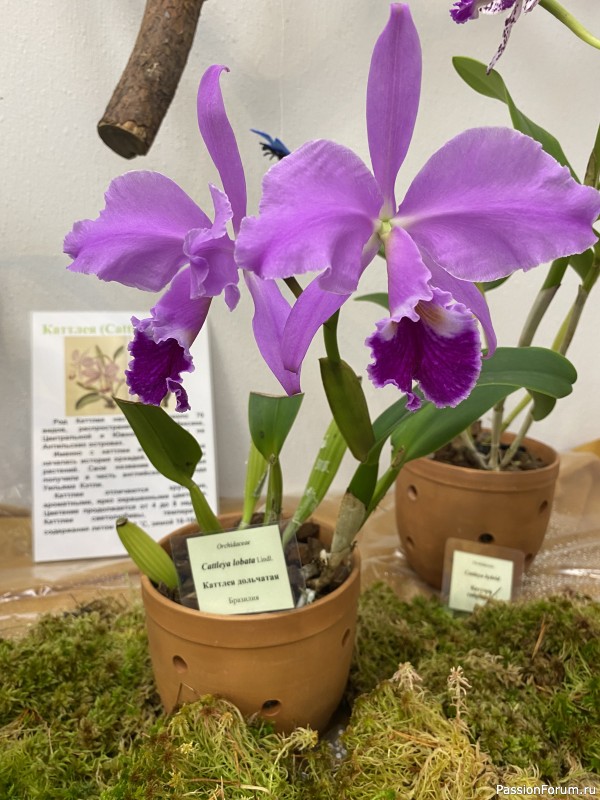 Ботанический сад Петра Великого