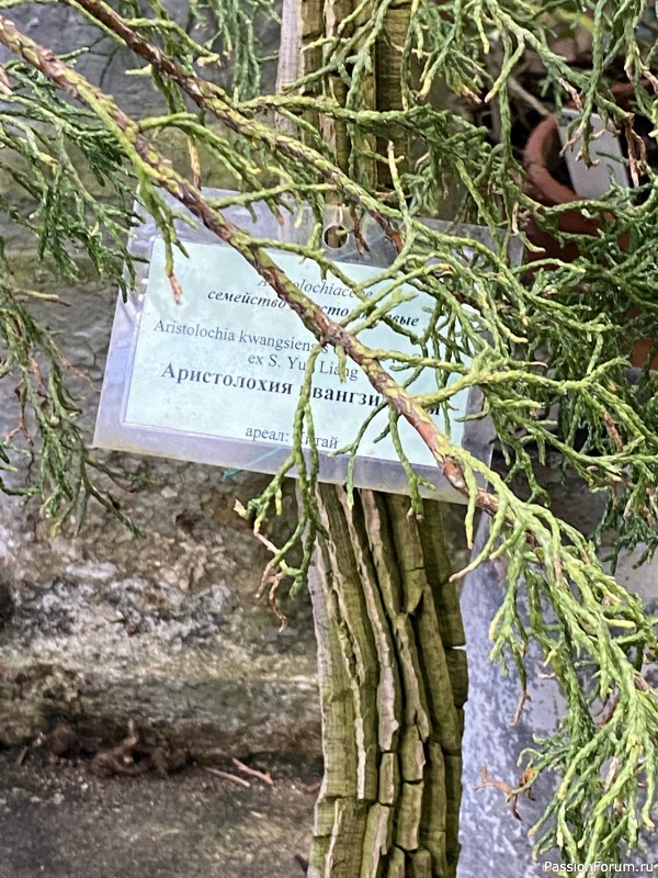 Ботанический сад Петра Великого