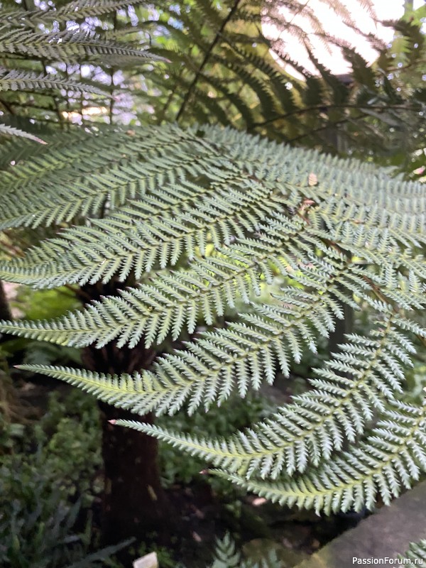 Ботанический сад Петра Великого