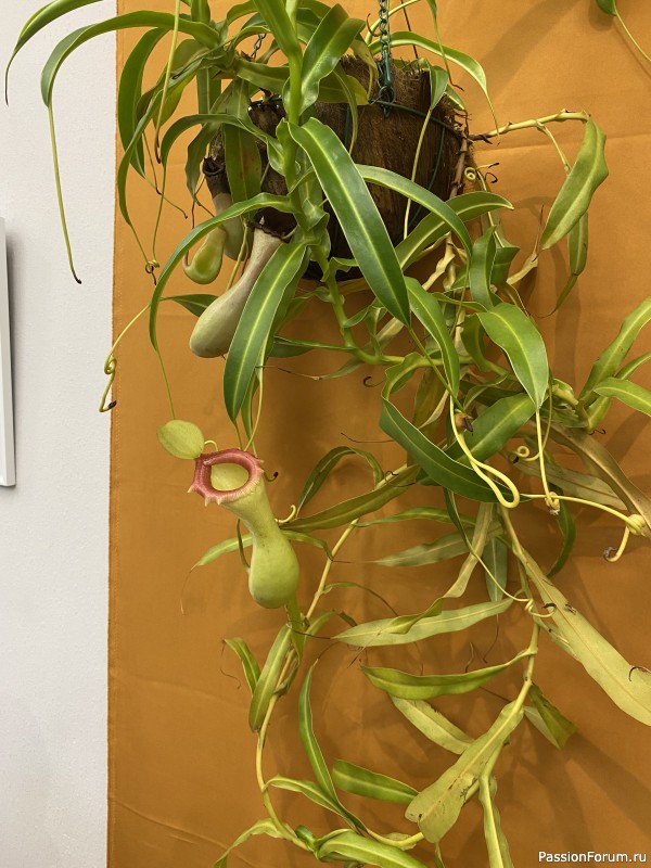 Ботанический сад Петра Великого