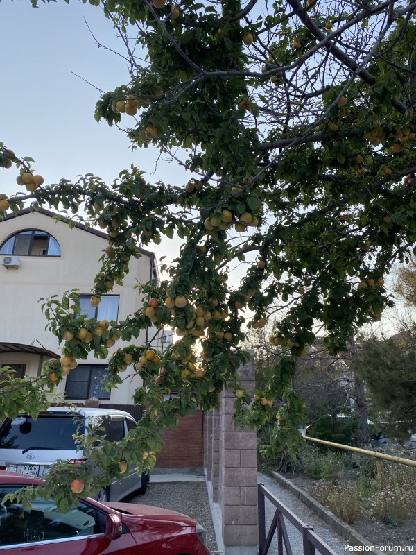 Ботаническая прогулка по Геленджику