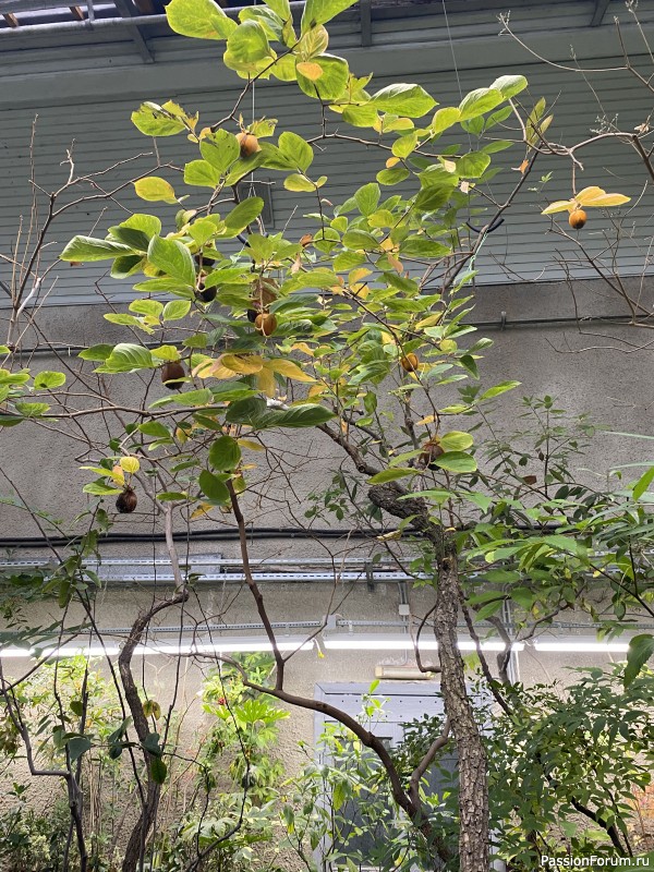 Ботанический сад Петра Великого