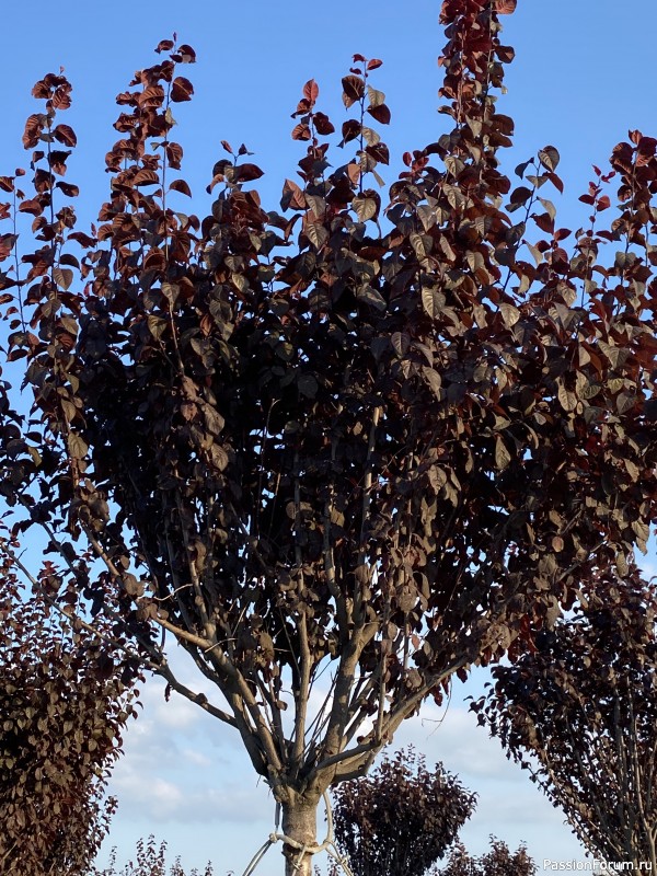 Ботаническая прогулка по Геленджику