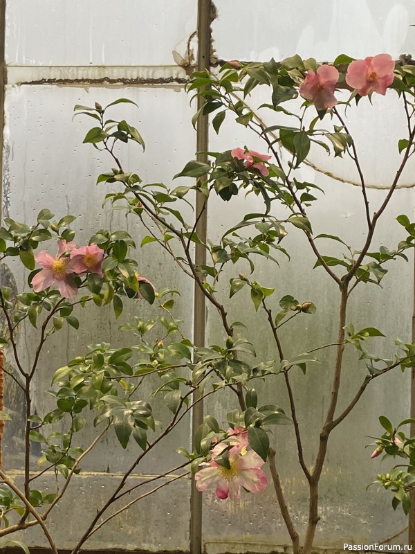 Ботанический сад Петра Великого