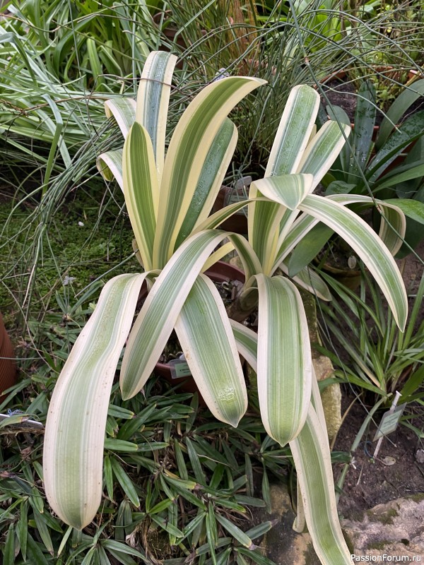 Ботанический сад Петра Великого