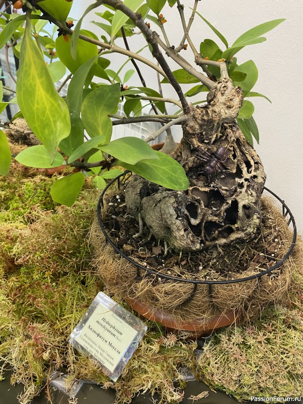 Ботанический сад Петра Великого