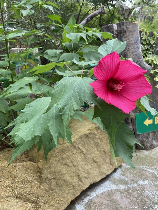 Ботаническая прогулка по Геленджику