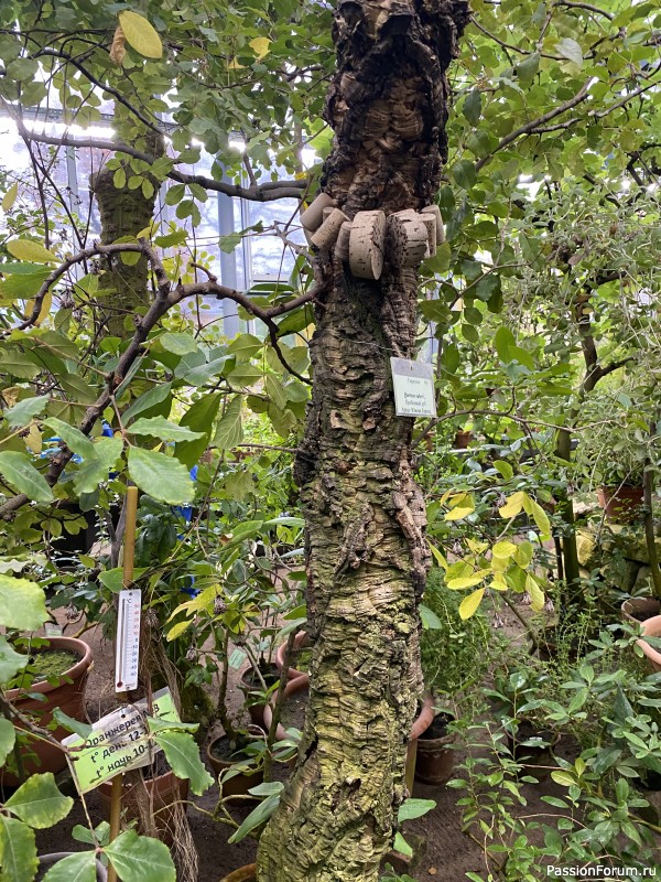 Ботанический сад Петра Великого