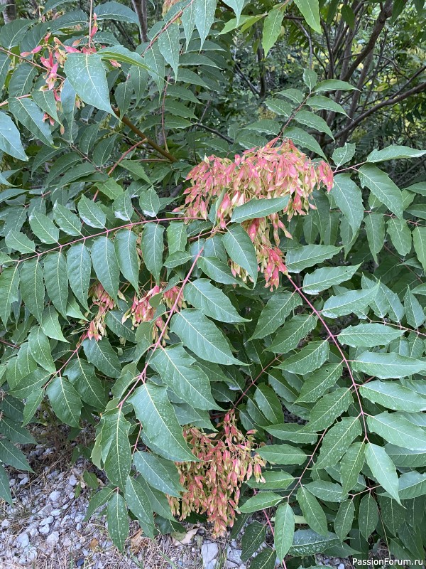 Ботаническая прогулка по Геленджику