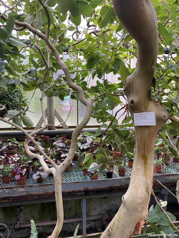 Ботанический сад Петра Великого