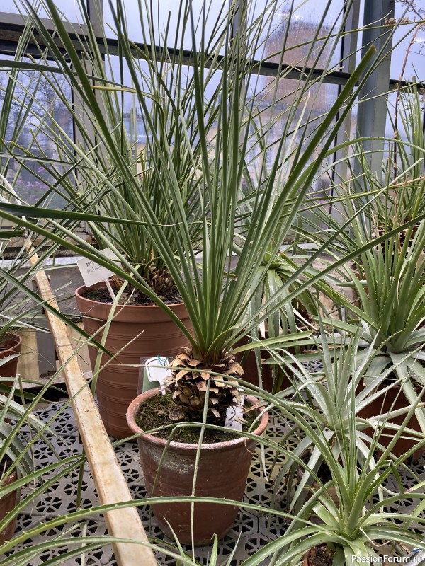 Ботанический сад Петра Великого