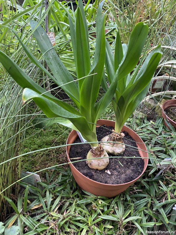 Ботанический сад Петра Великого