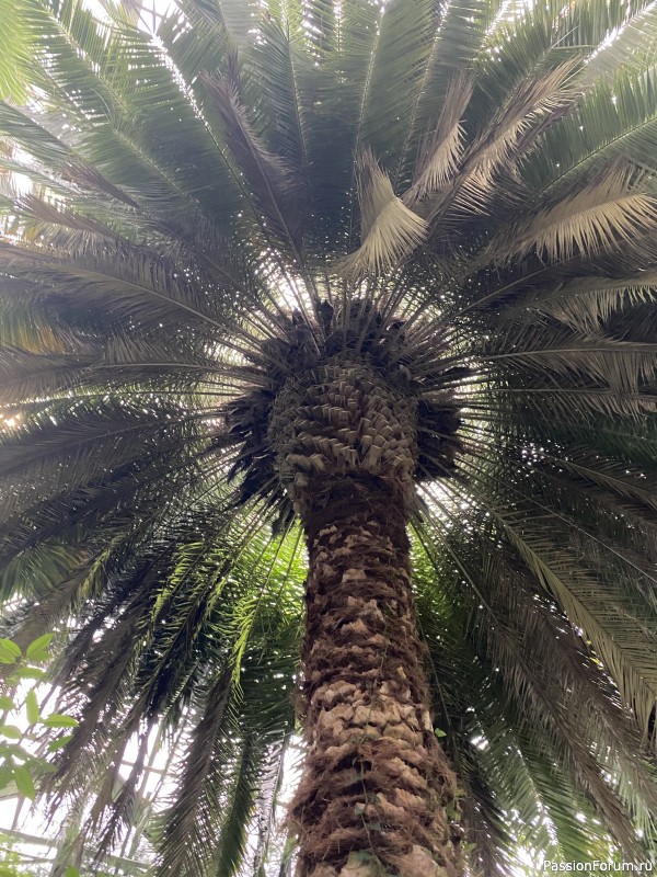 Ботанический сад Петра Великого