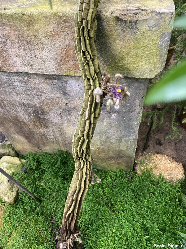 Ботанический сад Петра Великого