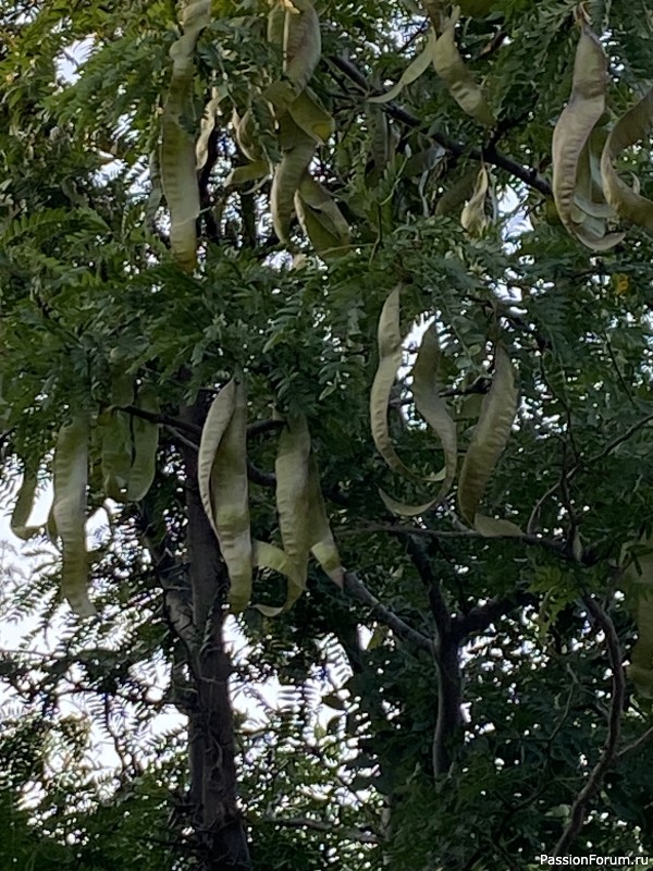 Ботаническая прогулка по Геленджику