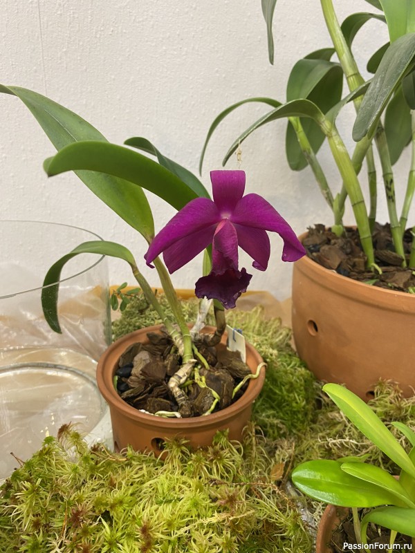 Ботанический сад Петра Великого