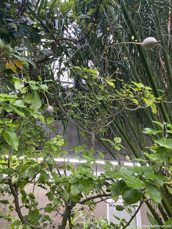 Ботанический сад Петра Великого