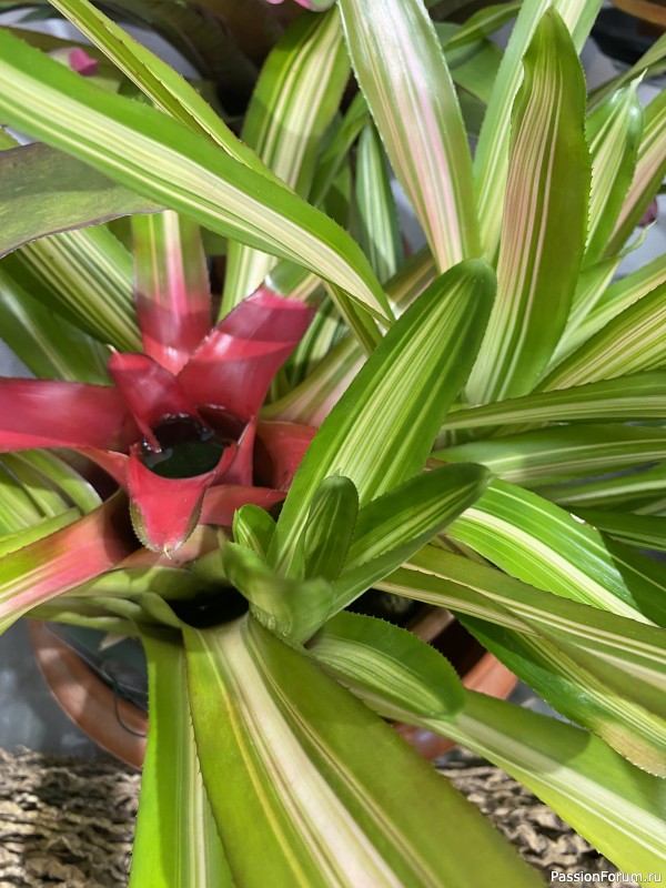 Ботанический сад Петра Великого